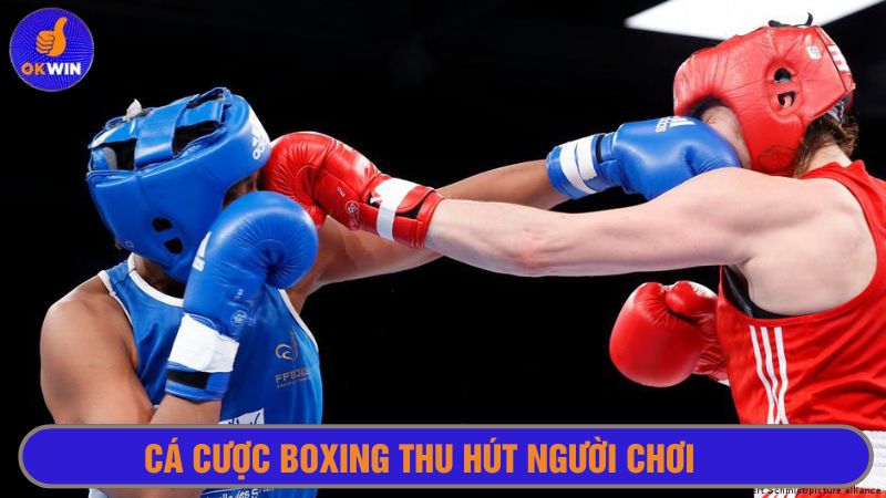 Cá cược boxing có số lượng người chơi đông đáo